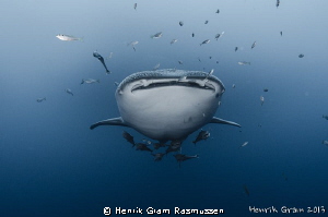 Whale Shark by Henrik Gram Rasmussen 